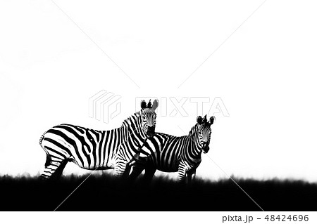 Black and white art photo. Zebra with clear sky. 48424696
