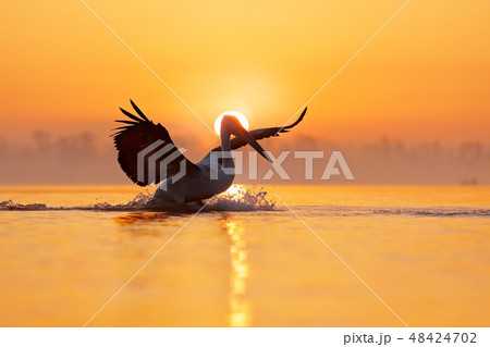 Bird with morning sunrise, Dalmatian pelican 48424702