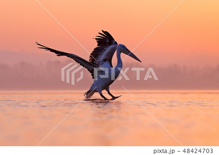 Bird with morning sunrise, Dalmatian pelican Bird with morning sunrise, Dalmatian pelican 48424703