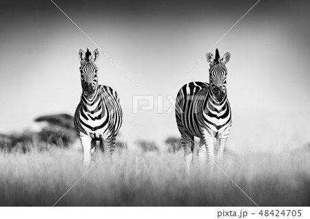 Zebra with clear sky. Black and white art photo 48424705