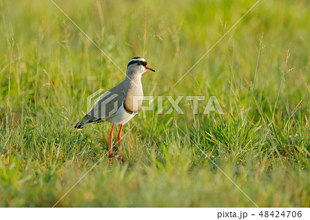 Crowned Lapwing, Vanellus coronatus 48424706