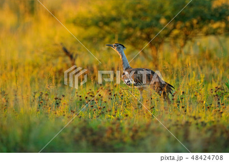 Kori bustard, Ardeotis kori, largest flying bird 48424708