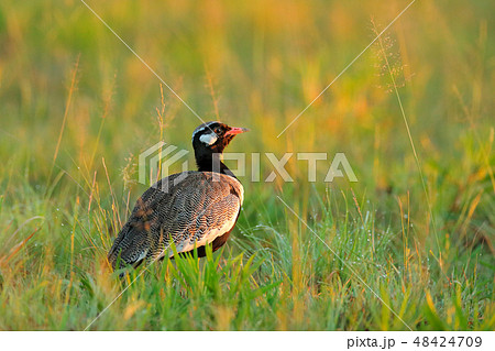 Southern black korhaan bustard, Afrotis afra 48424709