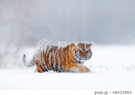 Tiger in wild winter nature, running in the snow. Tiger in wild winter nature, running in the snow. 48425904