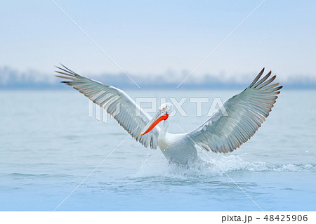 Bird with morning sunrise, Dalmatian pelican 48425906