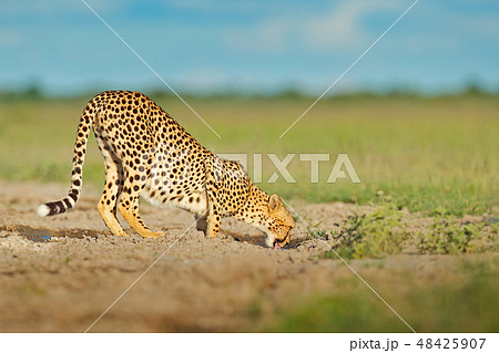 Cheetah in grass, blue sky with clouds. 48425907