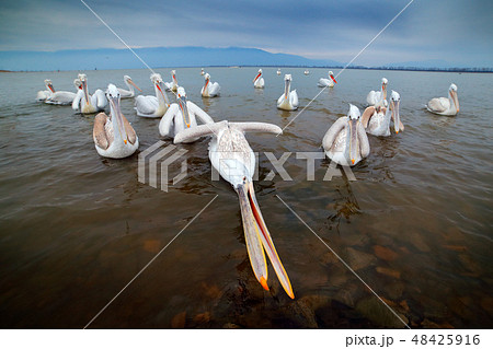 Bird hunting in the water, Dalmatian pelican 48425916