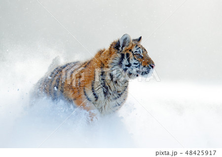 Tiger in wild winter nature, running in the snow 48425917