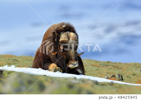 Musk Ox, Ovibos moschatus, with mountain Musk Ox, Ovibos moschatus, with mountain 48425945