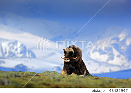 Musk Ox, Ovibos moschatus, with mountain Musk Ox, Ovibos moschatus, with mountain 48425947