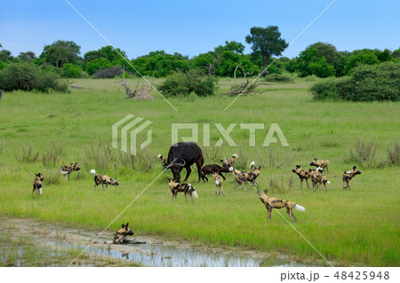 Wild Dog Hunting in Botswana, buffalo cow 48425948