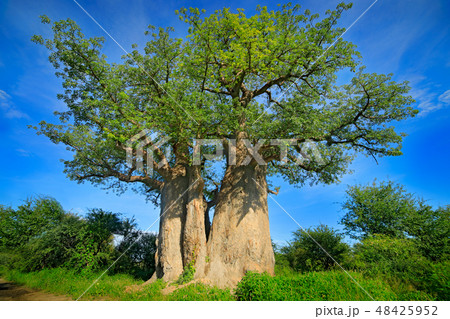 Baobab tree, old plant with green leaves 48425952