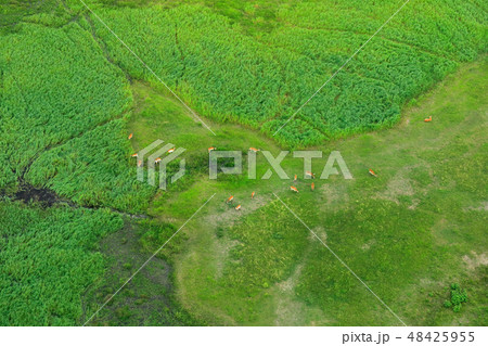 Aerial landscape in Okavango delta, Botswana. Aerial landscape in Okavango delta, Botswana. 48425955