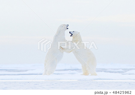 Polar bear dancing on the ice. Polar bear dancing on the ice. 48425962