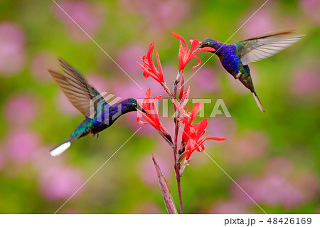 Big blue hummingbird Violet Sabrewing in flight Big blue hummingbird Violet Sabrewing in flight 48426169