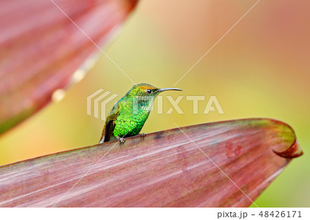 Coppery-headed Emerald, Elvira cupreiceps Coppery-headed Emerald, Elvira cupreiceps 48426171