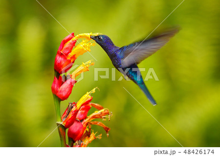 Big blue hummingbird Violet Sabrewingin flight 48426174