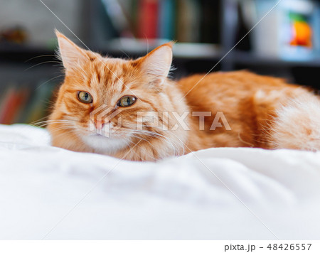 Cute ginger cat lying in bed. Fluffy pet  48426557