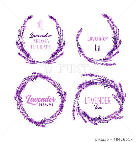 Watercolor or Aquarelle Paintings of Lavender Vector 48426617