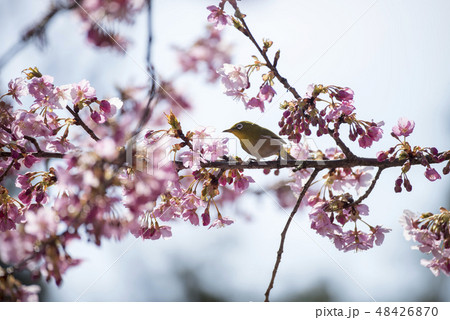 桜とメジロ 48426870