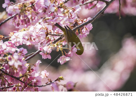 桜とメジロ 48426871