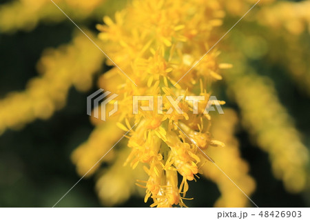 セイタカアワダチソウの花 48426903