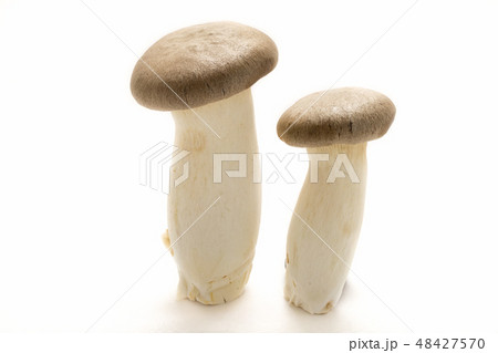 エリンギ エリンギ 48427570