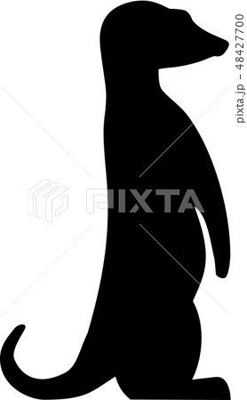 Meerkat 48427700