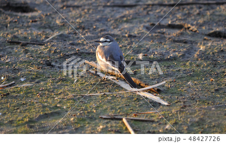 夕陽に照らされるセキレイ 48427726