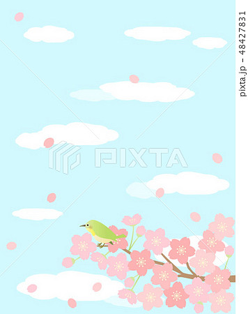 さくら93 桜 さくら93 桜 48427831