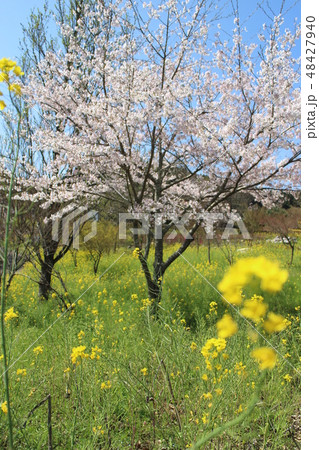 桜と菜の花１ 48427940