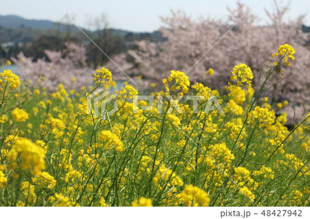 桜と菜の花２ 48427942