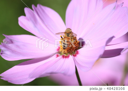 cosmos 48428108