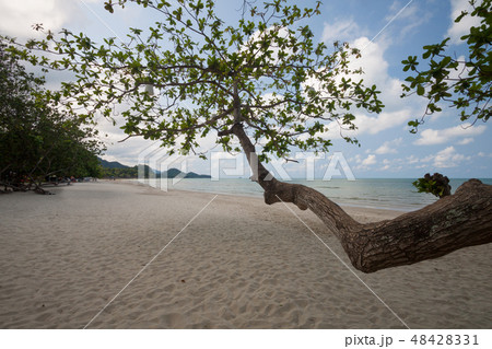 Trees on the beach 48428331