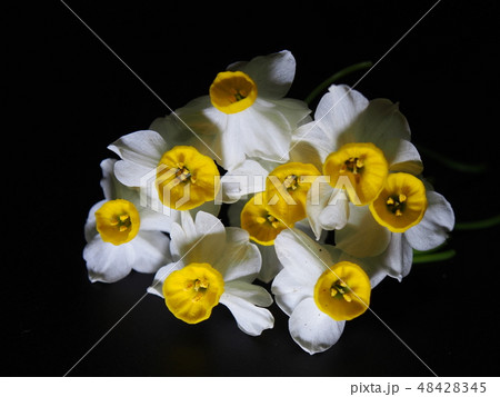 スイセン スイセン 48428345