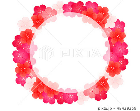 ゼラニウムの花のイラストの背景 48429259