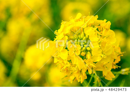 菜の花 菜の花 48429473