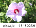 菊 ムクゲ 花 48430239