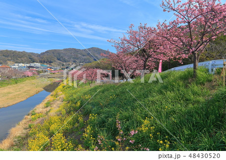 【千葉県】保田川　頼朝桜まつり 48430520