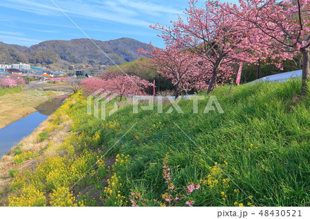 【千葉県】保田川　頼朝桜まつり 48430521