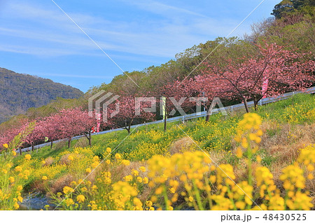 【千葉県】保田川 頼朝桜まつり 【千葉県】保田川 頼朝桜まつり 48430525