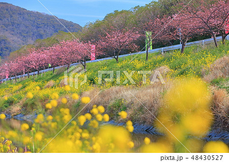 【千葉県】保田川 頼朝桜まつり 【千葉県】保田川 頼朝桜まつり 48430527