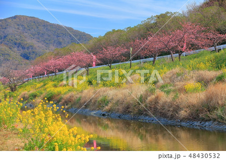 【千葉県】保田川 頼朝桜まつり 【千葉県】保田川 頼朝桜まつり 48430532