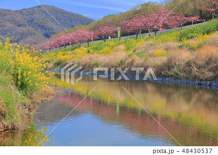 【千葉県】保田川 頼朝桜まつり 【千葉県】保田川 頼朝桜まつり 48430537