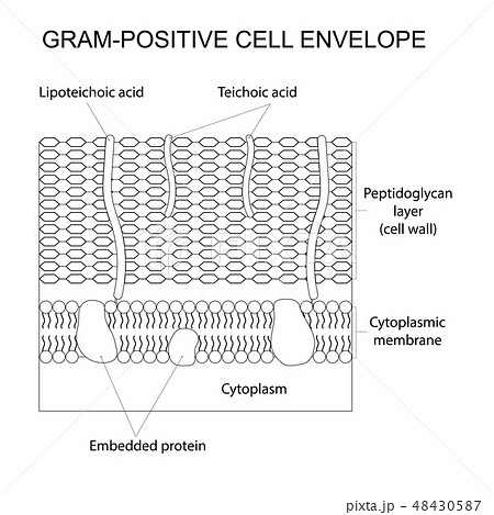 Gram-positive cell envelope 48430587