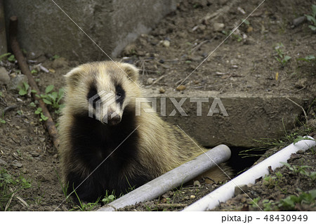 二ホンアナグマ　アナグマ 48430949