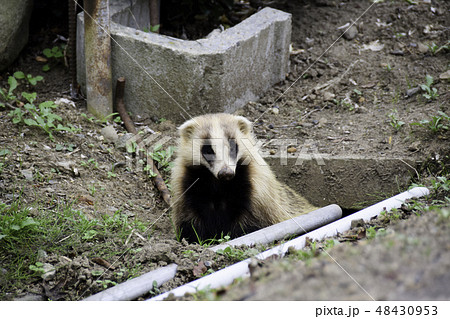 二ホンアナグマ アナグマ 二ホンアナグマ アナグマ 48430953