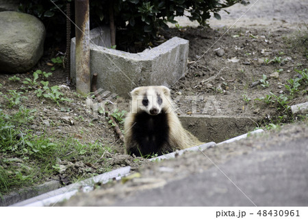 二ホンアナグマ 48430961