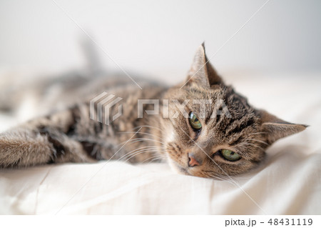 まったりねこ まったりねこ 48431119