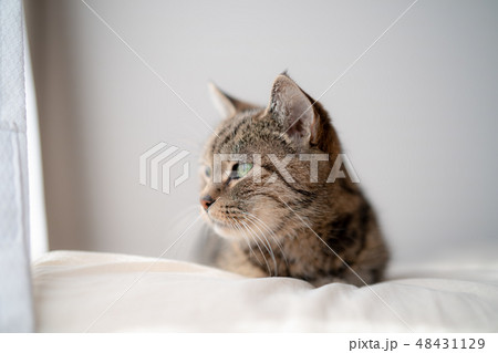 まったりねこ 48431129